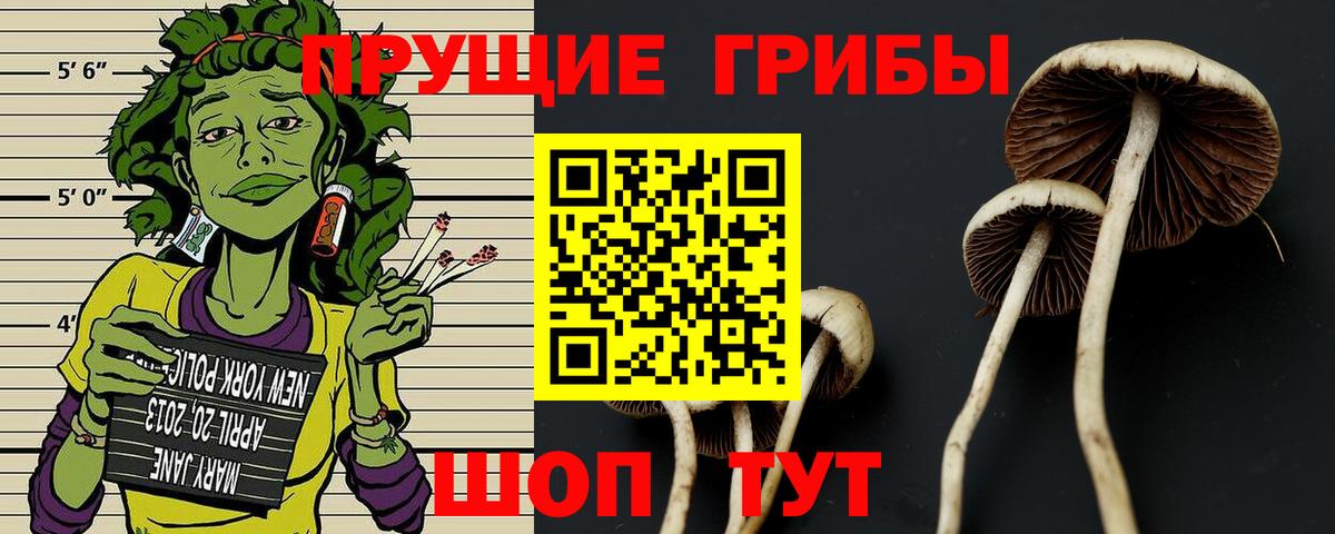 Псилоцибиновые грибы Cubensis  Вход с VPN  купить  цена  Кашира 