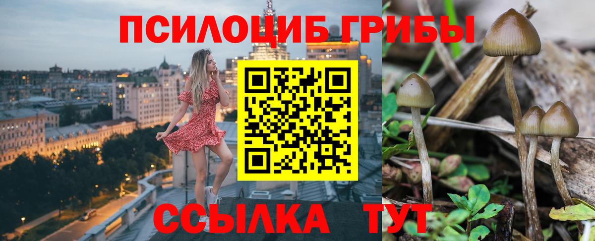 Галлюциногенные грибы Psilocybine cubensis Кашира